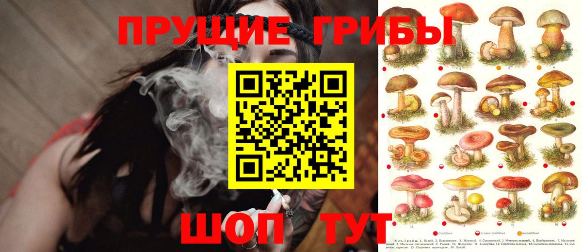 купить закладку  Вход с VPN  Галлюциногенные грибы GOLDEN TEACHER  Выкса  Псилоцибиновые грибы Psilocybe 